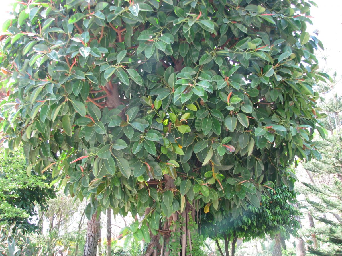 imagini hotel DELPHIN BOTANIK